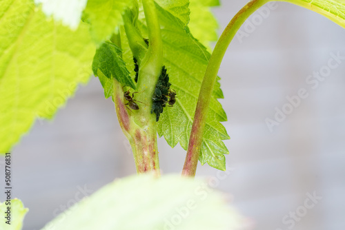 Ants farming aphids photo