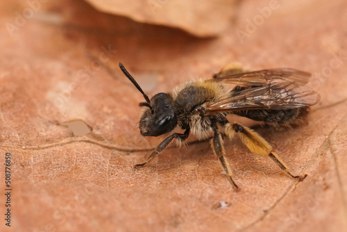 Closeup on a female of the rare groove faced mining bee, Andrena angustior