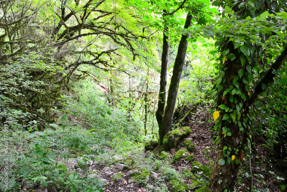 Obraz premium Mysterious Abkhazian forest at the Kodori gorge