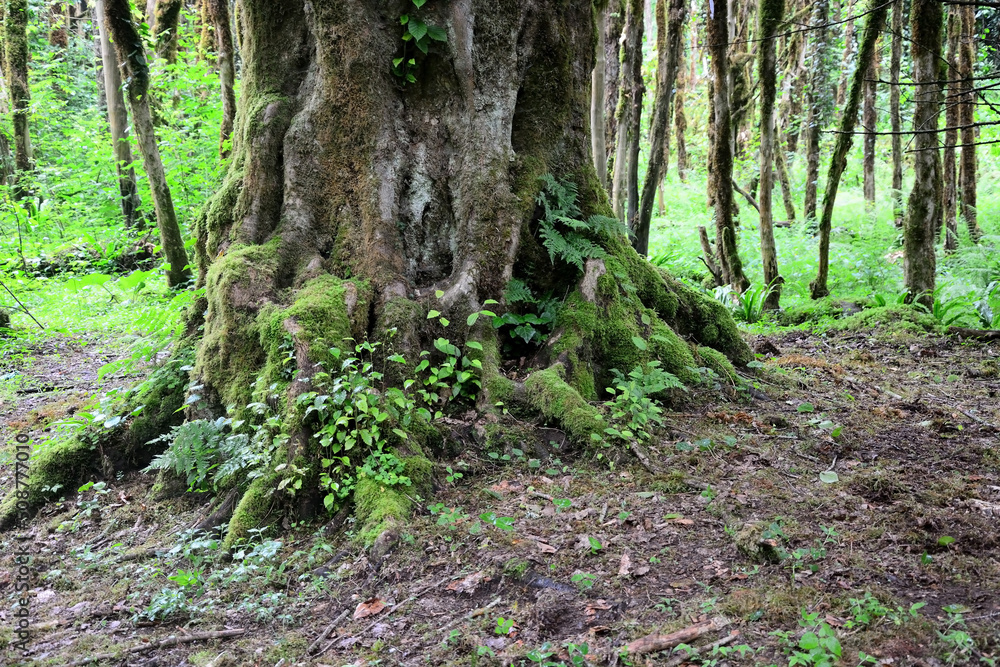 Mysterious Abkhazian forest at the Kodori gorge Mysterious Abkhazian forest at the Kodori gorge