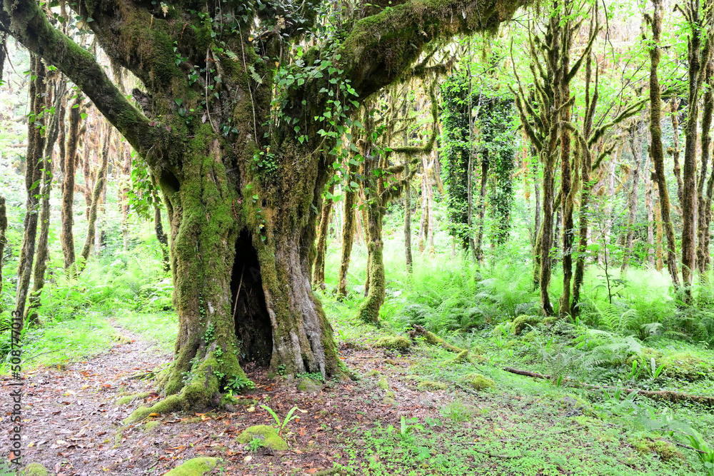 Fototapeta premium Mysterious Abkhazian Boxwood forest at the Kodori gorge