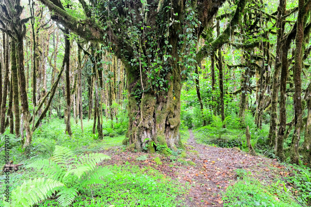 Obraz premium Mysterious Abkhazian Boxwood forest at the Kodori gorge