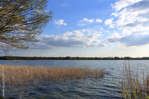 Shore area with reeds at a small lake in Wandlitz, Brandenburg - Germany