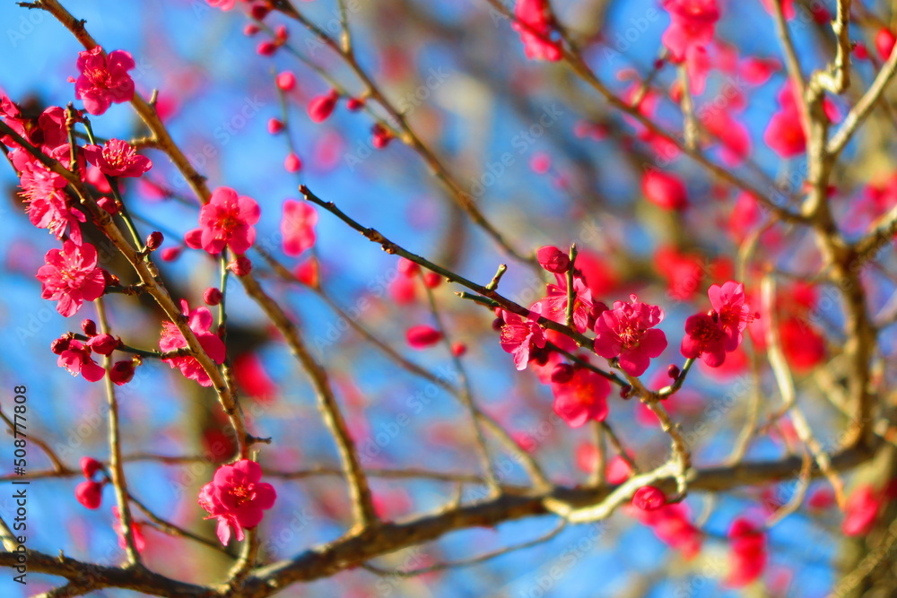 春の快晴の青空と満開の梅の花の風景1 春の快晴の青空と満開の梅の花の風景1