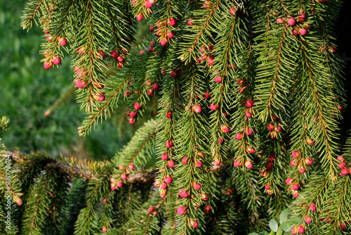 A small seeds on coniferous tree branch.