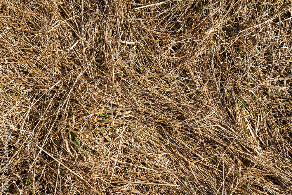 Closeup of old aged dry grass straw texture background Closeup of old aged dry grass straw texture background