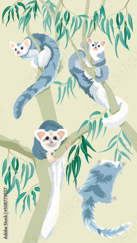 Southern greater gliders collection.  Endangered and vulnerable large gliding marsupial species
