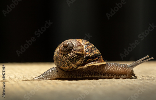 Common garden snail crawling across a path after a rain storm