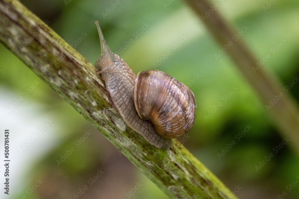 snail on a leaf