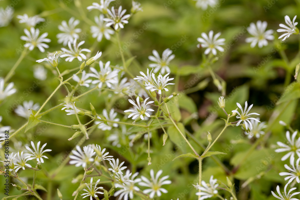 white flowers in the garden white flowers in the garden