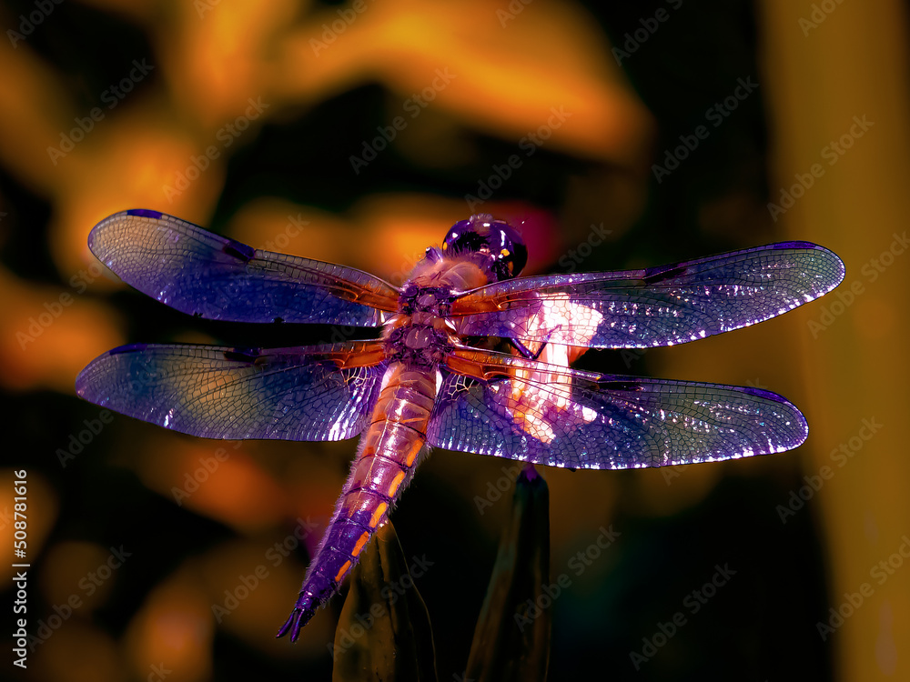 The fantasy glittering dragonfly The fantasy glittering dragonfly