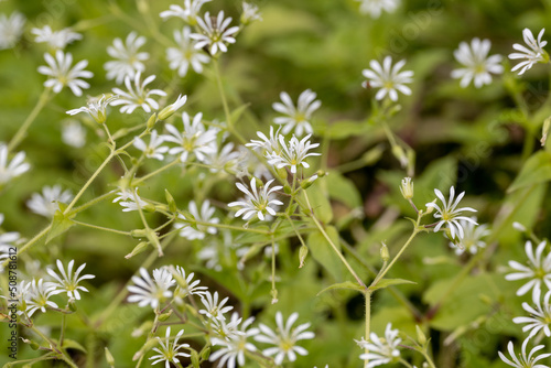 white flowers in the garden