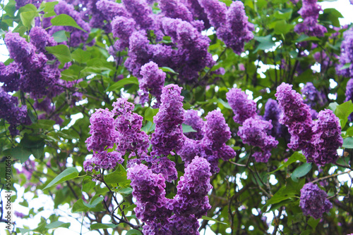 Bedspread of flowers and leaves of a beautiful purple lilac