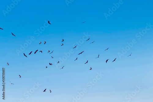 lots of vultures climbing circles in blue sky
