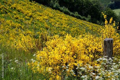 yellow flowering broomn a field