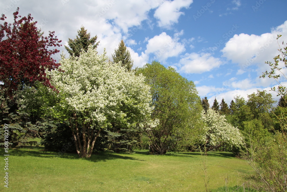 trees in spring, Gold Bar Park, Edmonton, Alberta