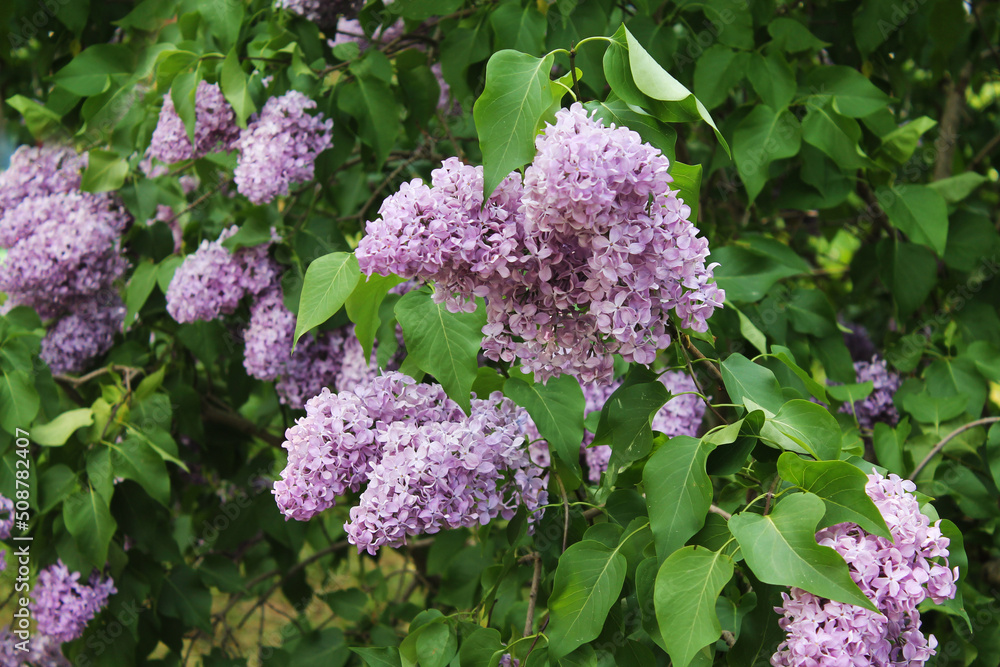Flowers of delicate purple lilac are buried in bright green foliage Flowers of delicate purple lilac are buried in bright green foliage