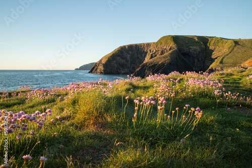 The coast of Ceibwr in Pembrokeshire, Wales with pink sea thrift