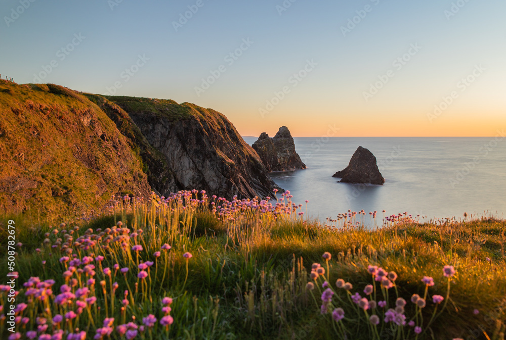 The coast of Ceibwr in Pembrokeshire, Wales with pink sea thrift - obrazy, fototapety, plakaty 