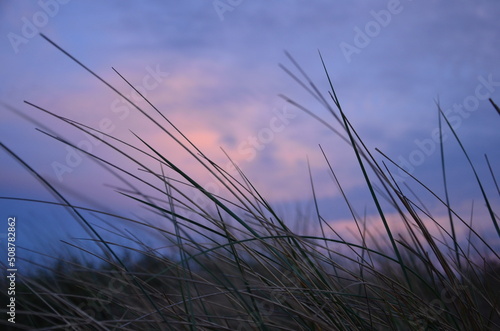 Sunset sky at blue hour background, sand dunes with grass in front