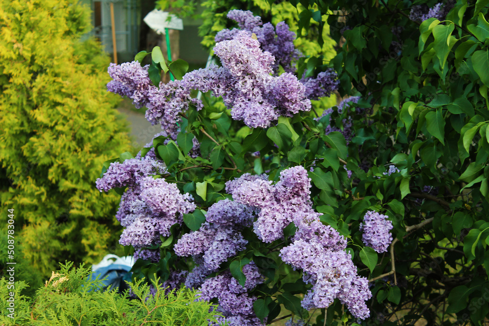 The beauty and magnificence of clusters of bright purple delicious-smelling lilacs on the outskirts of the village The beauty and magnificence of clusters of bright purple delicious-smelling lilacs on the outskirts of the village