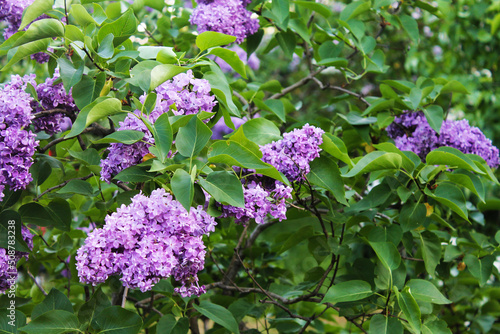 The gentle sun breaks through the foliage of delicate purple lilacs