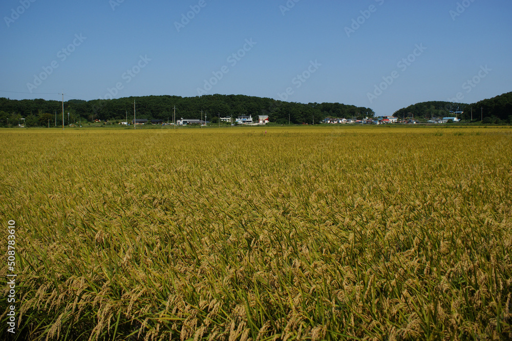 The rice fields are spread out under the blue sky.