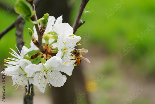Bee on white plum blossoms