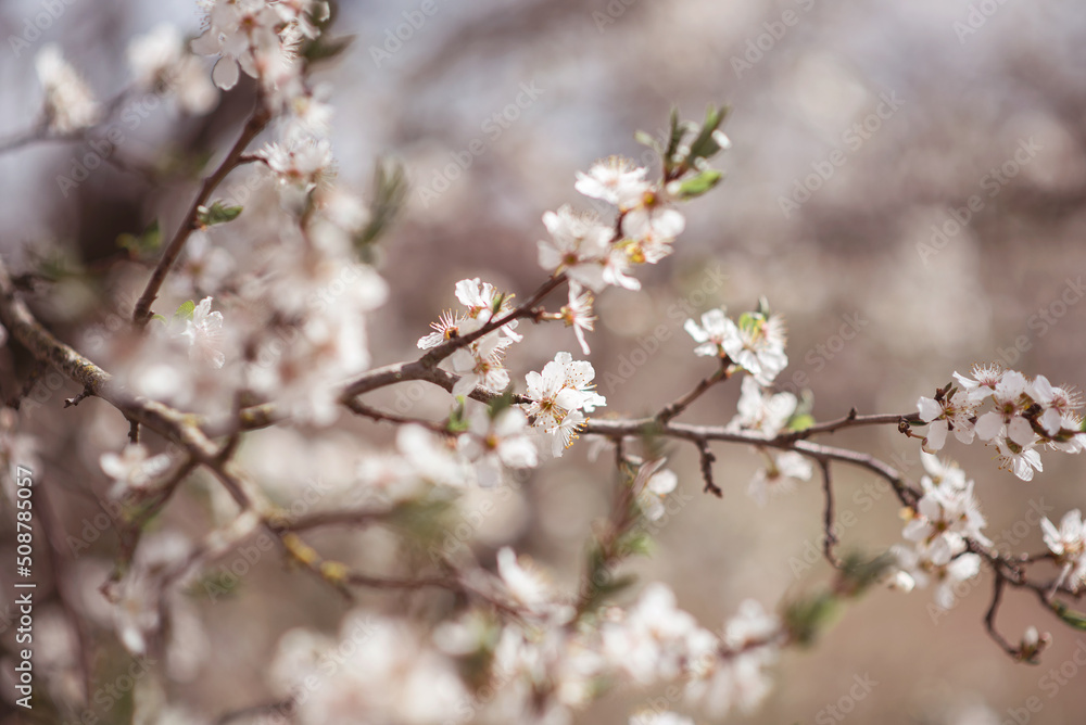 spring blossom white cherry tree flowers spring blossom white cherry tree flowers