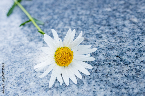 chamomile flower lying on concrete surface granite texture