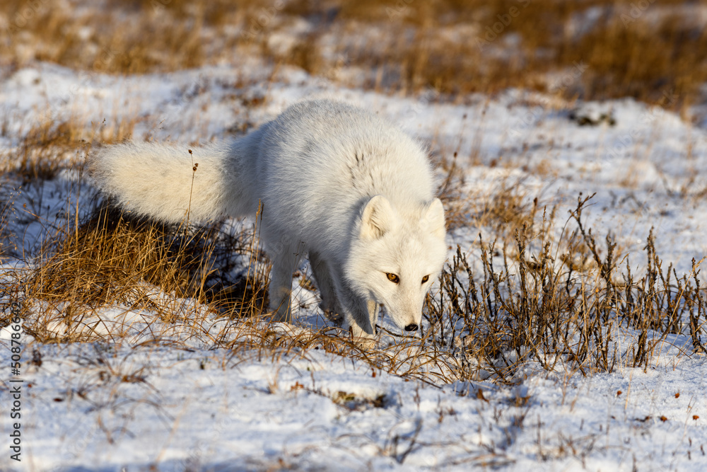 Arctic fox (Vulpes Lagopus) in wilde tundra. Arctic fox on the beach. Arctic fox (Vulpes Lagopus) in wilde tundra. Arctic fox on the beach.