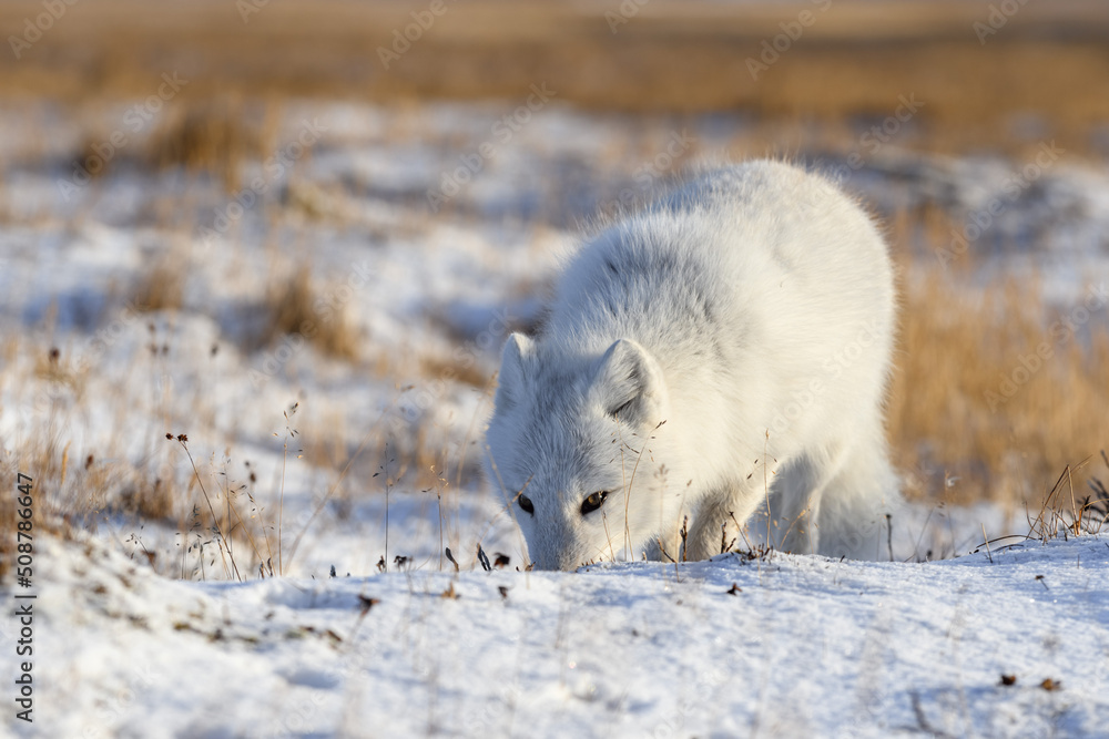 Arctic fox (Vulpes Lagopus) in wilde tundra. Arctic fox on the beach. Arctic fox (Vulpes Lagopus) in wilde tundra. Arctic fox on the beach.