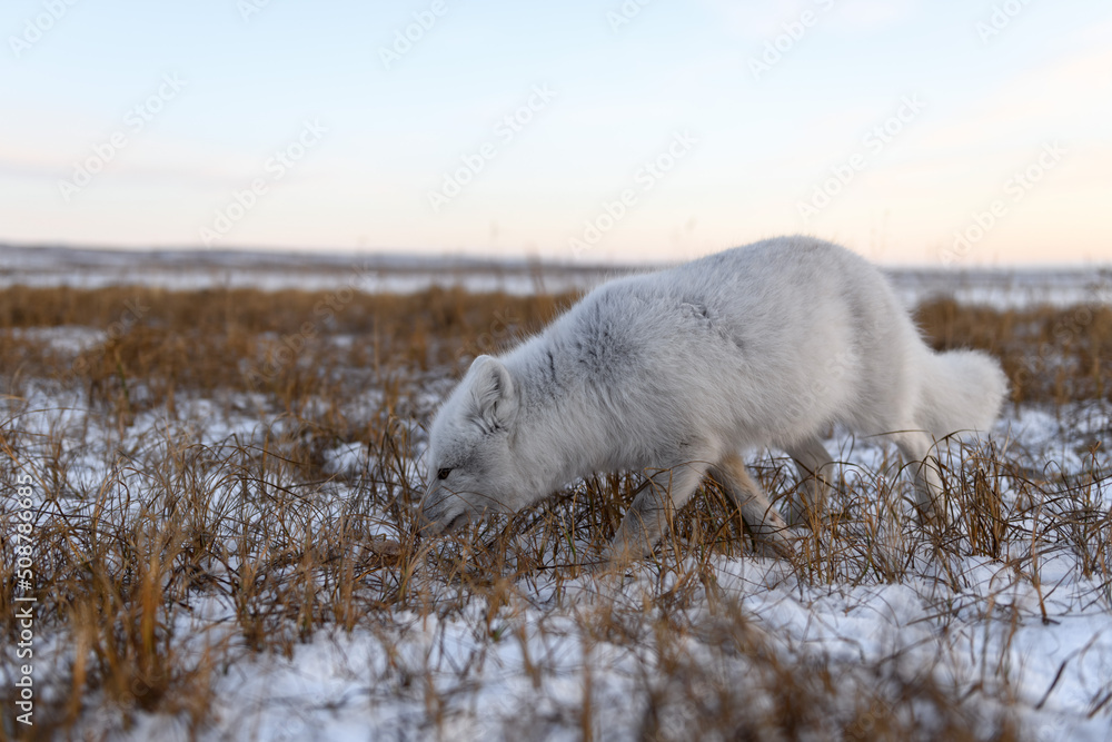 Arctic fox (Vulpes Lagopus) in winter time in Siberian tundra Arctic fox (Vulpes Lagopus) in winter time in Siberian tundra