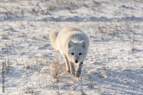 Arctic fox (Vulpes Lagopus) in winter time in Siberian tundra © Alexey Seafarer