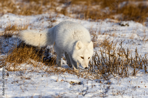 Arctic fox  Vulpes Lagopus  in wilde tundra. Arctic fox on the beach.