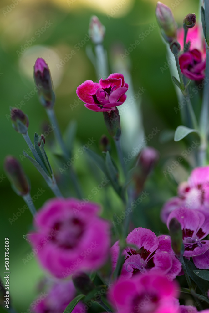 pink and purple carnation flowers pink and purple carnation flowers