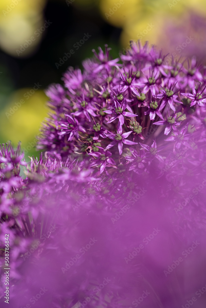 allium giant onion flowers in the garden allium giant onion flowers in the garden