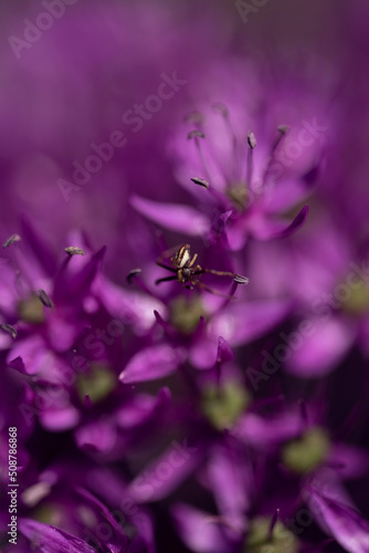 spider on a purple allium onion flower