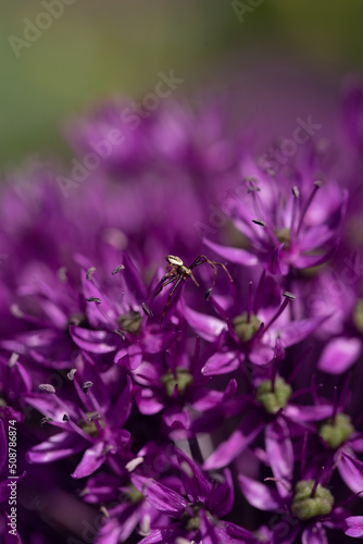close up of a purple flower with spider