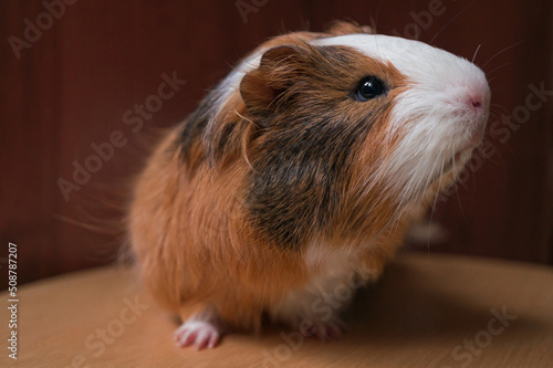 Portrait of fluffy red brown and white guinea pig