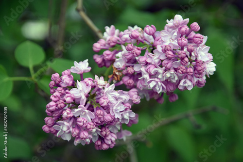 Lilac trees in lilac garden in Moscow. 