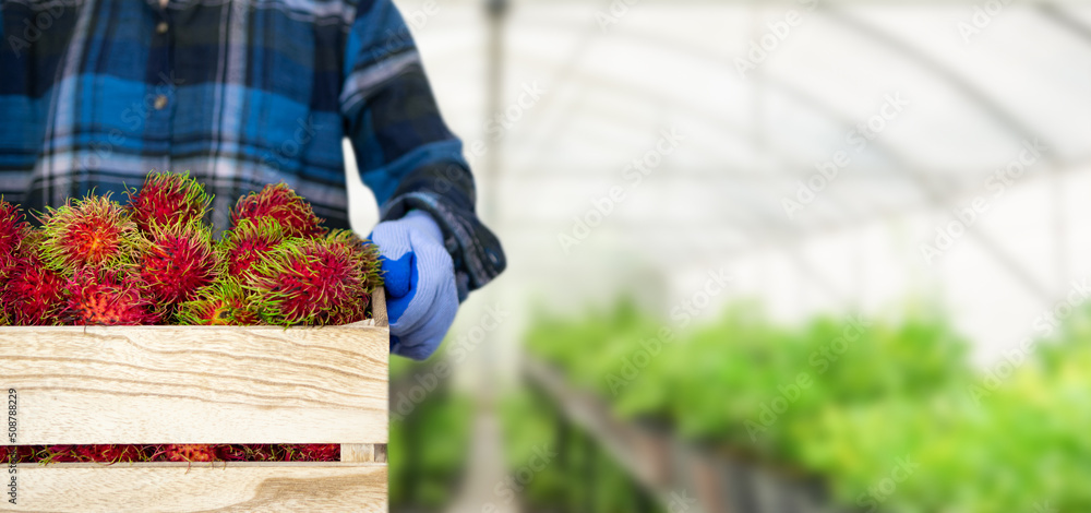 rambutan fruit in wooden crate and gardeners rambutan fruit in wooden crate and gardeners