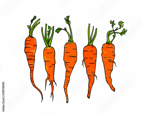 Vector card with hand drawn juicy carrots made in graphic way. Ink drawing. Beautiful healthy food or farm markets design elements