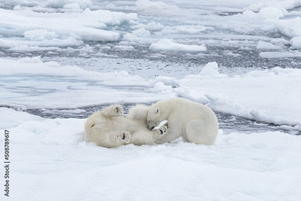 Two young wild polar bears playing on pack ice in Arctic sea, north of Svalbard Two young wild polar bears playing on pack ice in Arctic sea, north of Svalbard