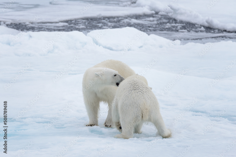 Two young wild polar bears playing on pack ice in Arctic sea Two young wild polar bears playing on pack ice in Arctic sea