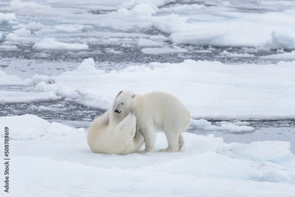 Two young wild polar bears playing on pack ice in Arctic sea Two young wild polar bears playing on pack ice in Arctic sea