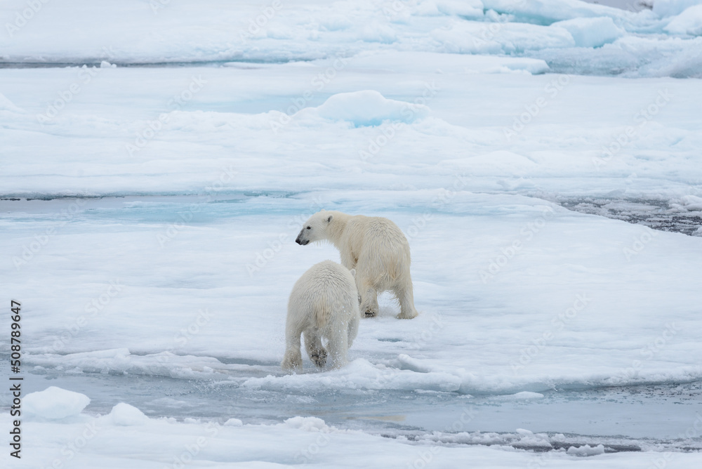 Two young wild polar bears playing on pack ice in Arctic sea, north of Svalbard Two young wild polar bears playing on pack ice in Arctic sea, north of Svalbard