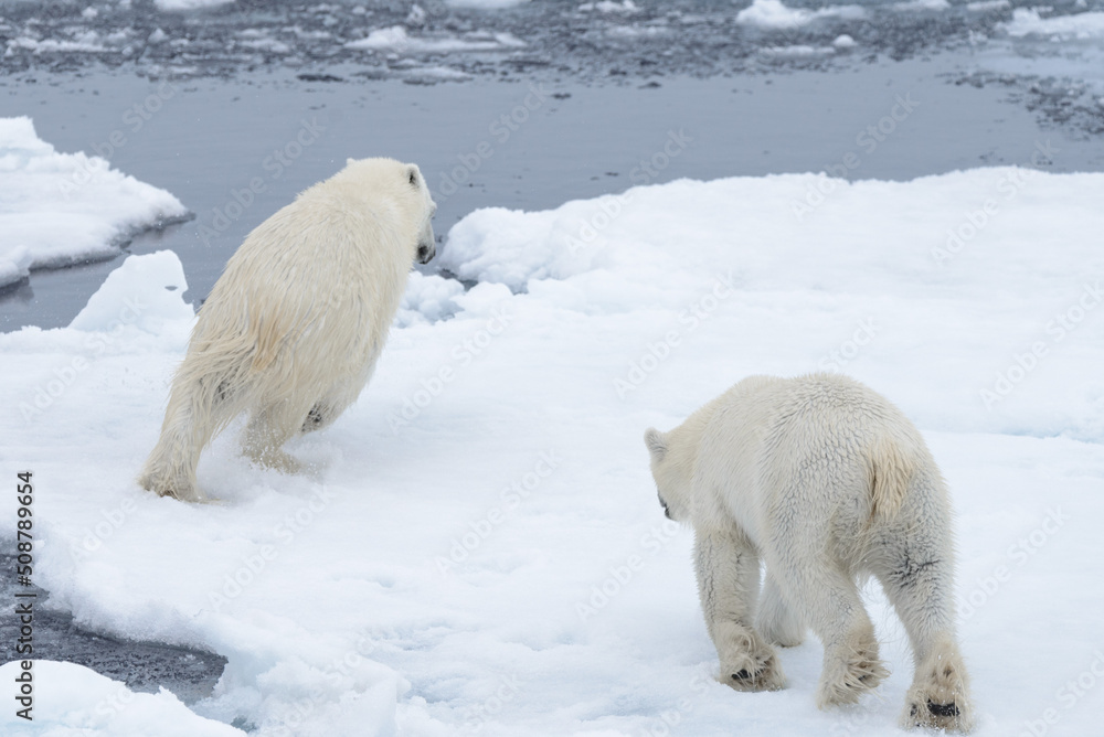 Two young wild polar bears playing on pack ice in Arctic sea, north of Svalbard Two young wild polar bears playing on pack ice in Arctic sea, north of Svalbard