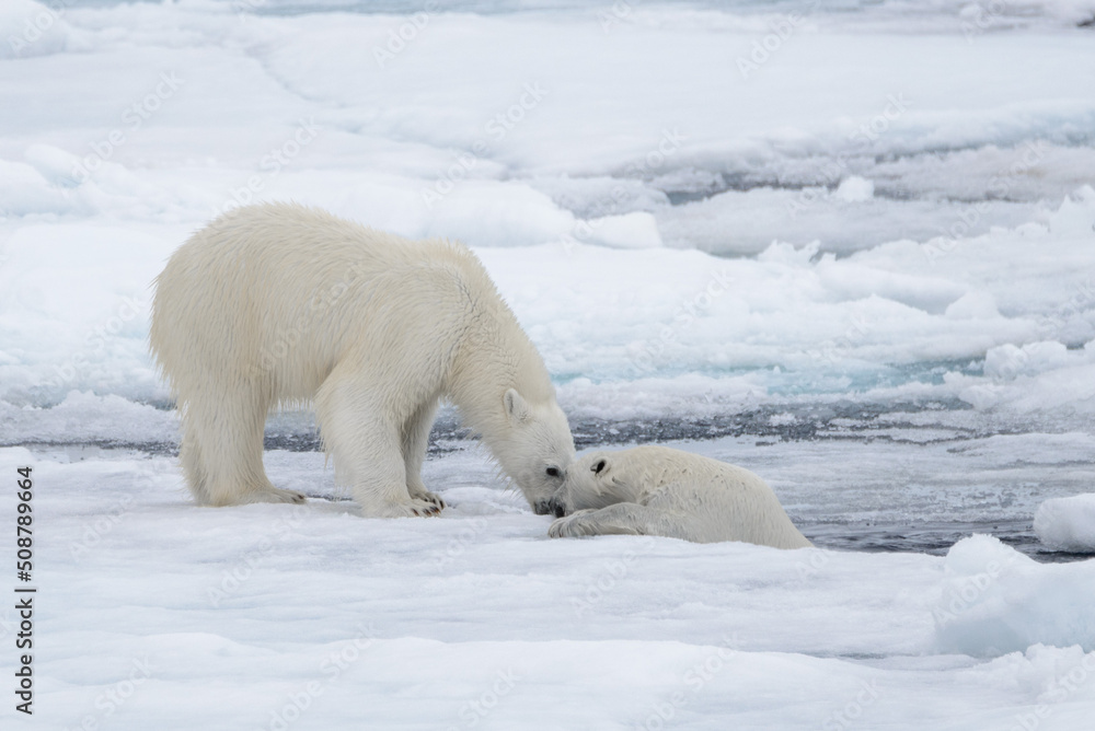Two young wild polar bears playing on pack ice in Arctic sea, north of Svalbard Two young wild polar bears playing on pack ice in Arctic sea, north of Svalbard