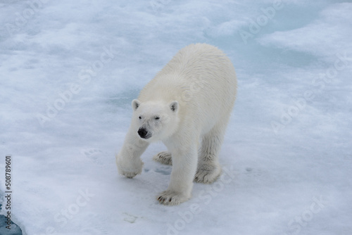 Polar bear (Ursus maritimus) on the pack ice north of Spitsbergen Island, Svalbard © Alexey Seafarer